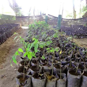 GAD Loja continúa con la reforestación